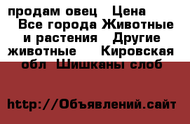  продам овец › Цена ­ 100 - Все города Животные и растения » Другие животные   . Кировская обл.,Шишканы слоб.